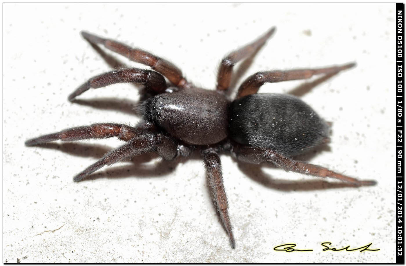 Trachyzelotes sp.? No. Scotophaeus scutulatus - Alghero (SS)